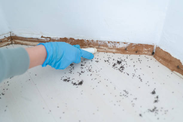 Best Termite Inspection and Treatment  in East Williston, NY